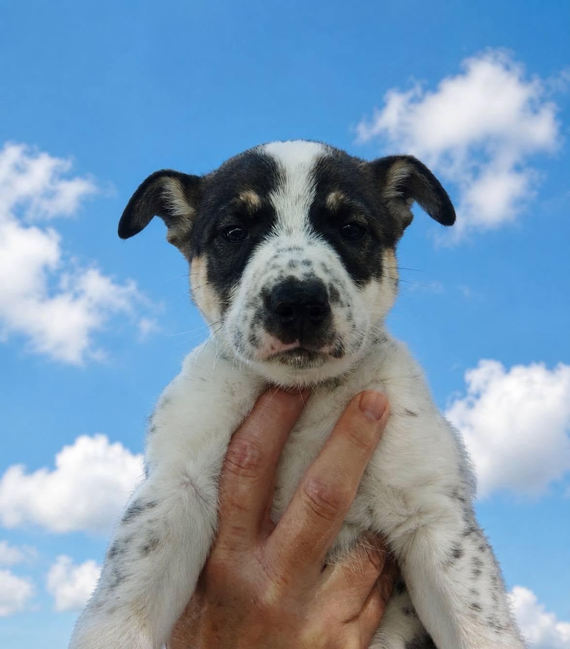 Ember, ADOPTABLE, Puppy Female Australian Cattle Dog / Blue Heeler & Husky.