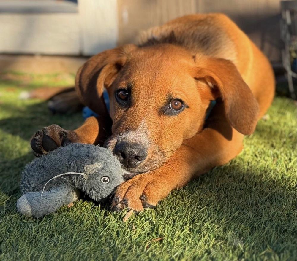 Prince Charming from Wortham, Adoptable, Puppy Male Hound.