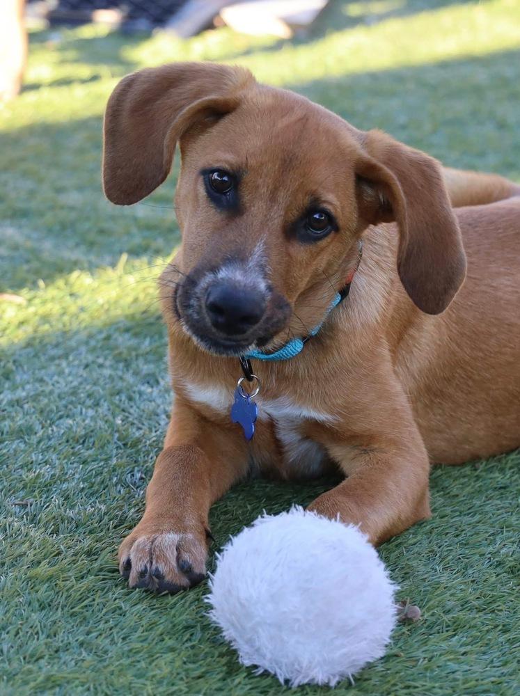 Enlarge Prince Charming from Wortham, a Adoptable mixed breed in Denver, CO image 3/6