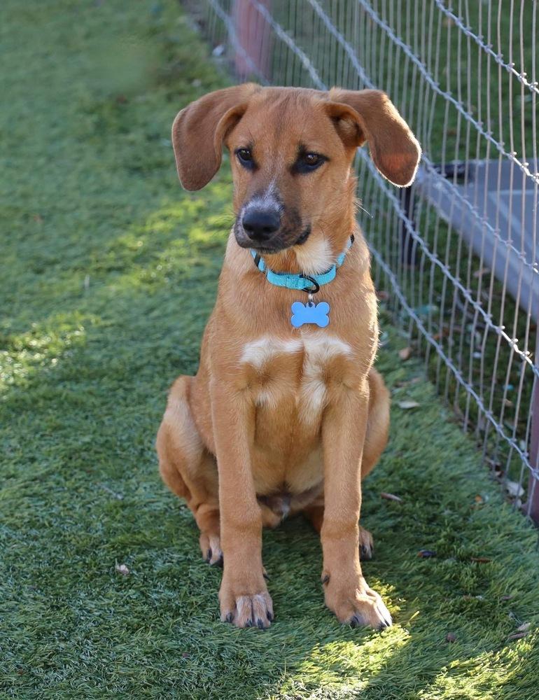 Enlarge Prince Charming from Wortham, a Adoptable mixed breed in Denver, CO image 4/6