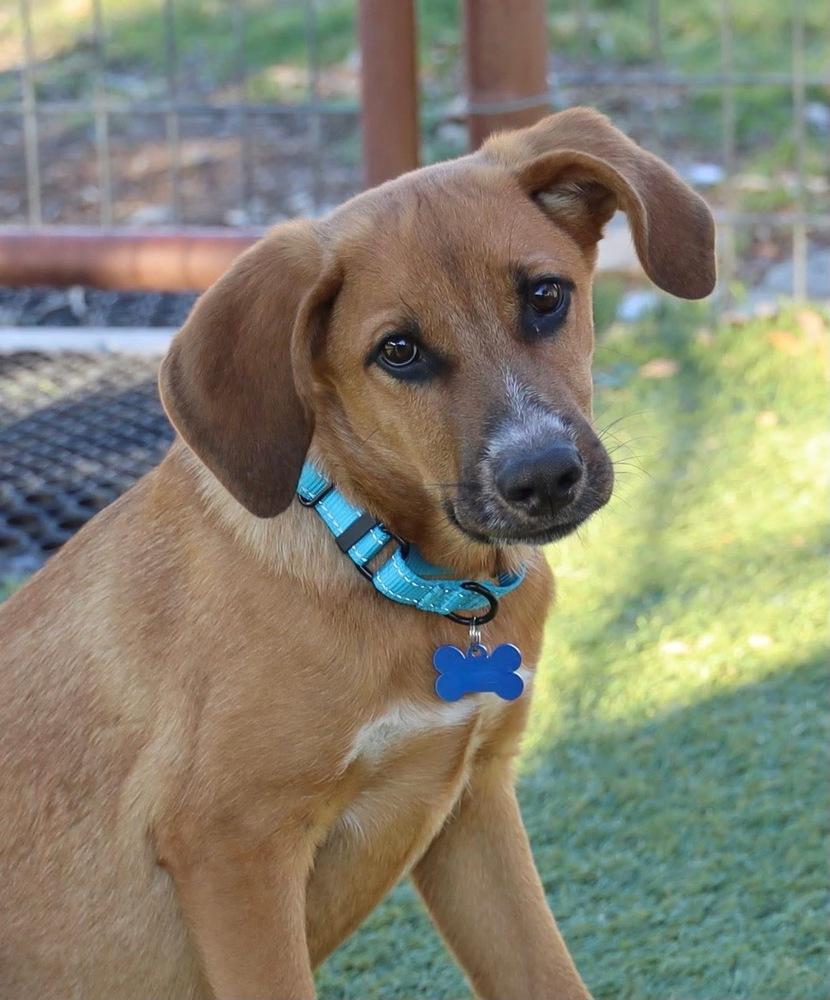 Enlarge Prince Charming from Wortham, a Adoptable mixed breed in Denver, CO image 6/6