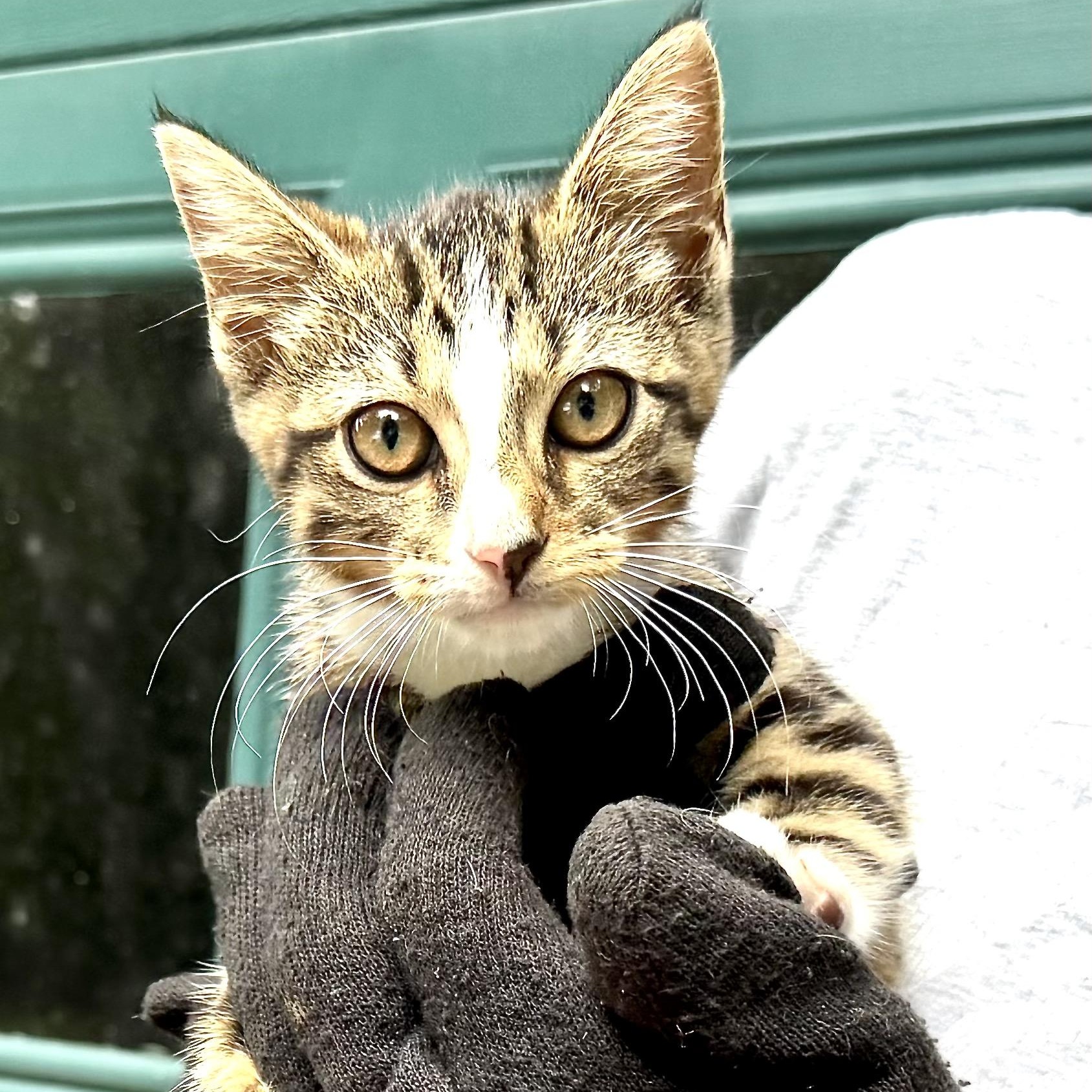 Enlarge Opal-s, a Adoptable mixed breed in Sequatchie, TN image 4/6