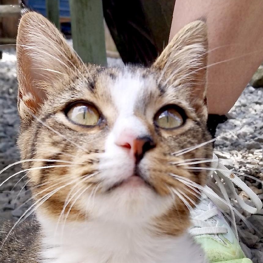 Enlarge Opal-s, a Adoptable mixed breed in Sequatchie, TN image 1/6