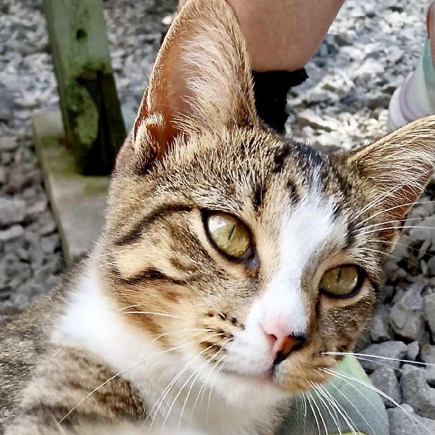 Enlarge Opal-s, a Adoptable mixed breed in Sequatchie, TN image 2/6