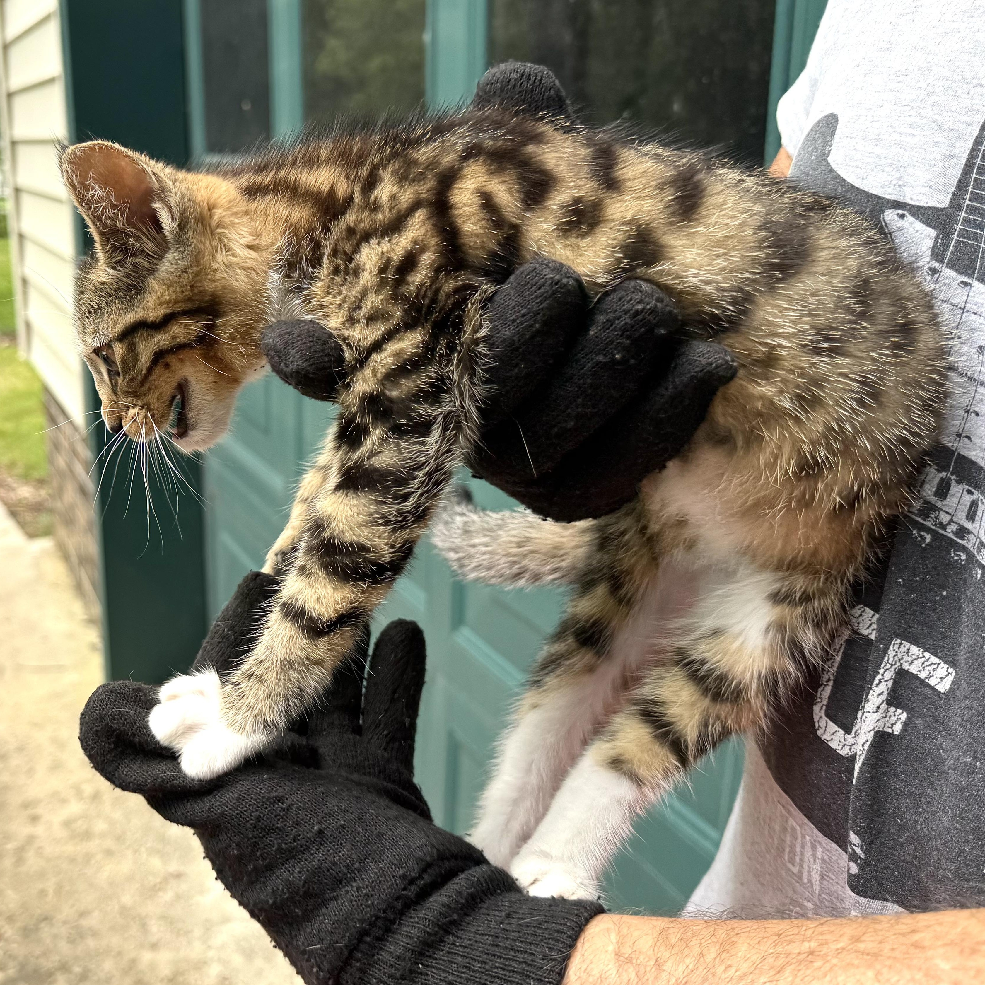 Enlarge Opal-s, a Adoptable mixed breed in Sequatchie, TN image 5/6