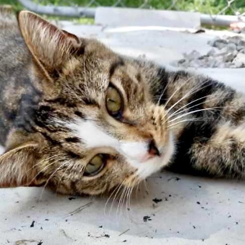 Enlarge Opal-s, a Adoptable mixed breed in Sequatchie, TN image 6/6