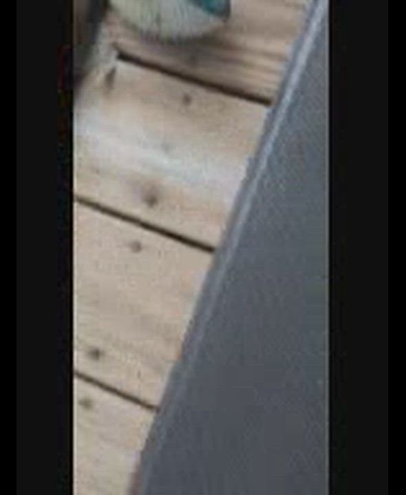 Enlarge Opal-s, a Adoptable mixed breed in Sequatchie, TN video 3/6