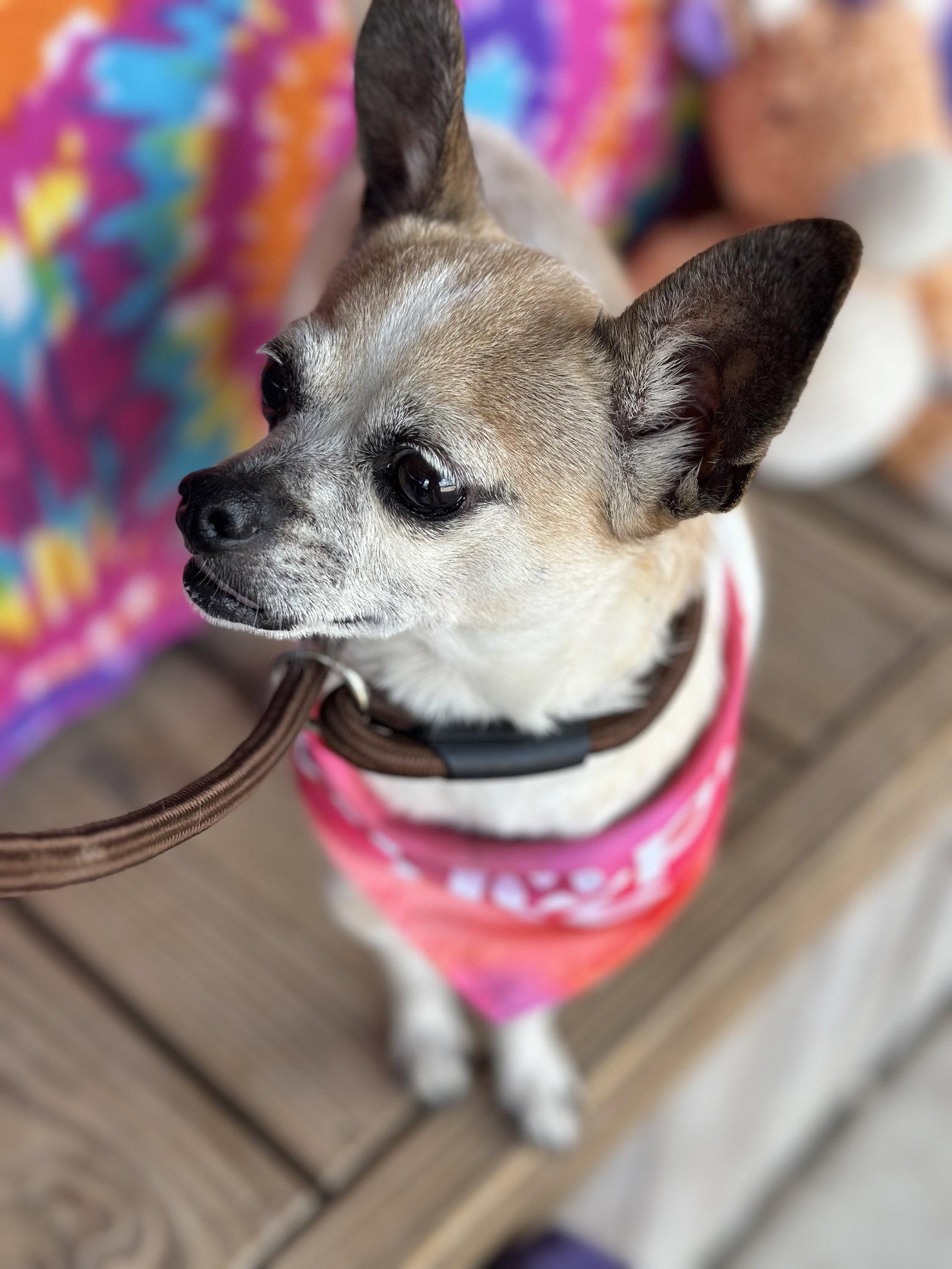 Enlarge Cinnamon, a Adopted Chihuahua in Pipe Creek, TX image 1/3