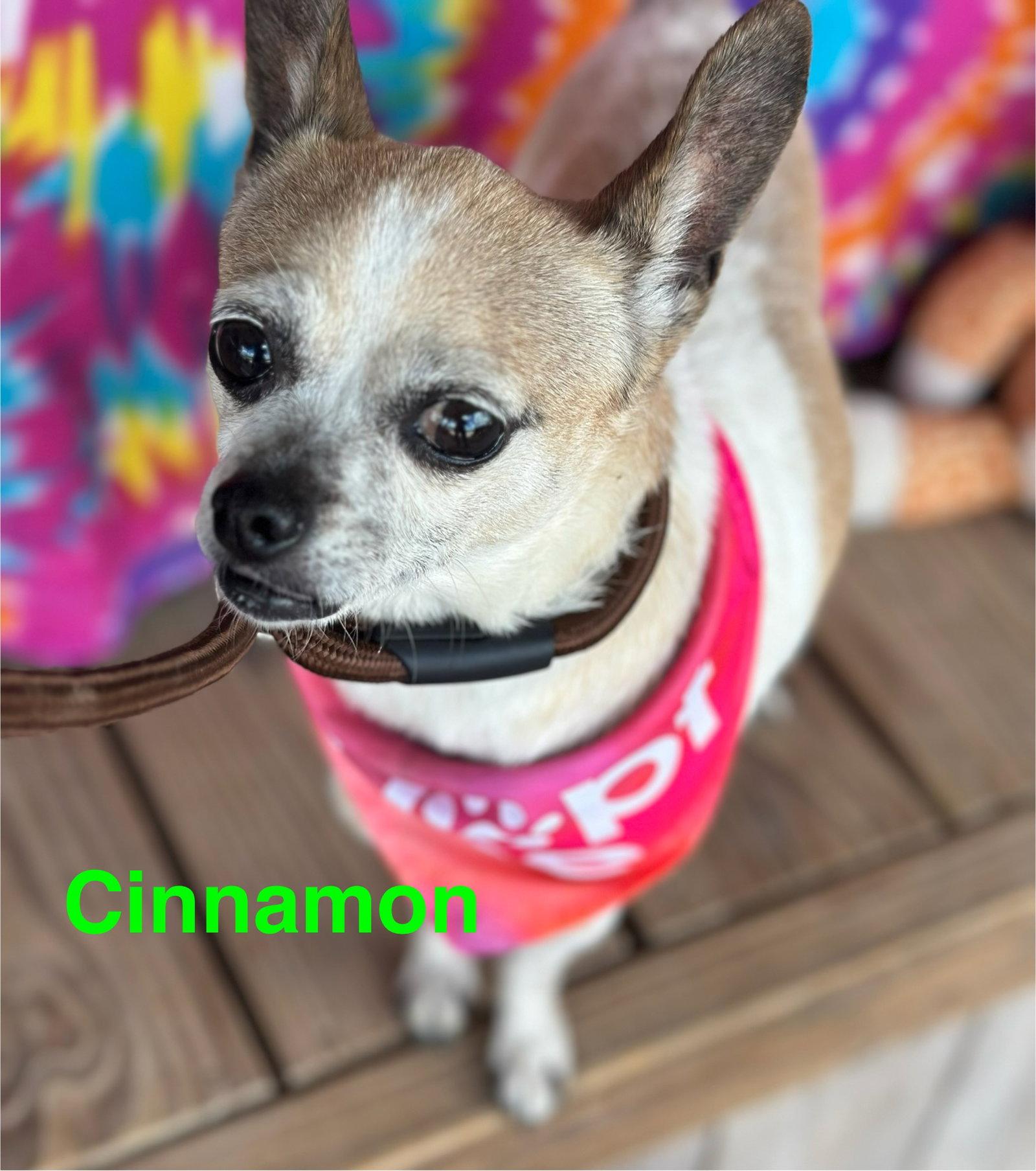 Enlarge Cinnamon, a Adopted Chihuahua in Pipe Creek, TX image 2/3