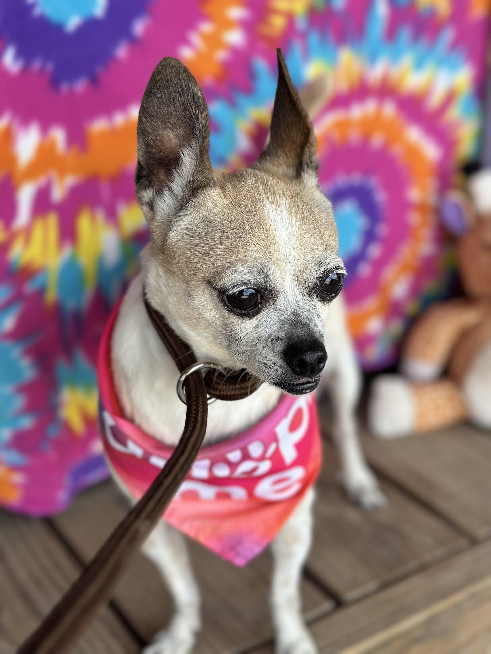 Enlarge Cinnamon, a Adopted Chihuahua in Pipe Creek, TX image 3/3