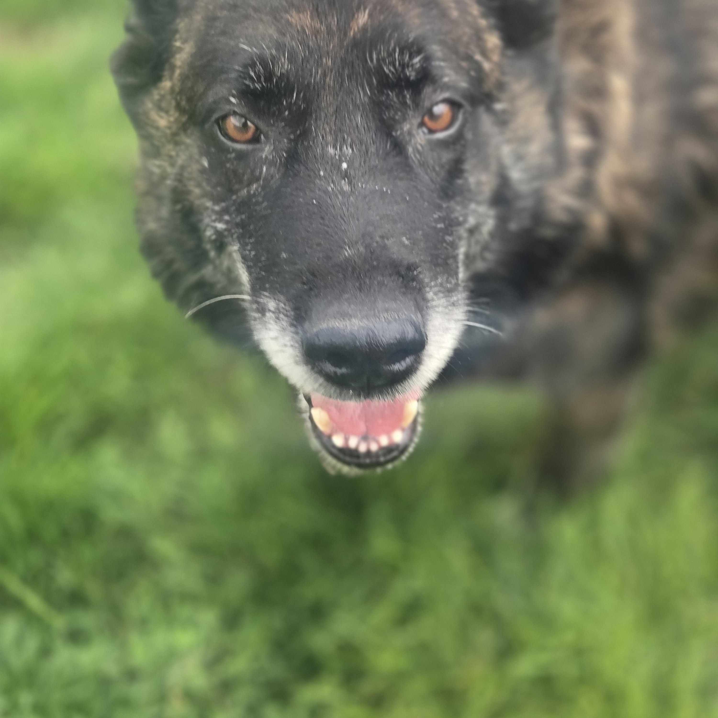 Enlarge Lucy, a Adoptable mixed breed in Joliet, IL image 1/2