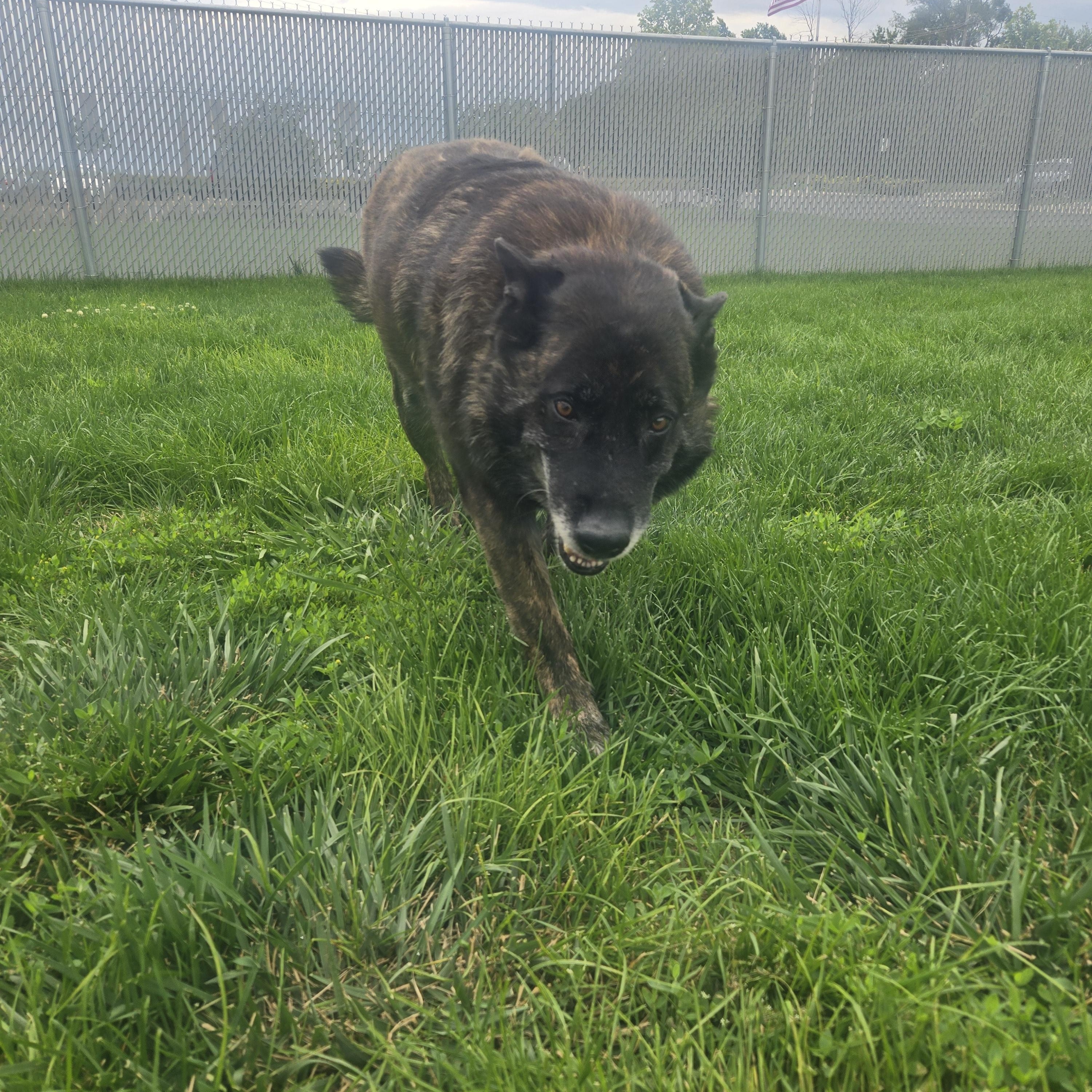 Lucy, a Adoptable mixed breed in Joliet, IL image 2/3