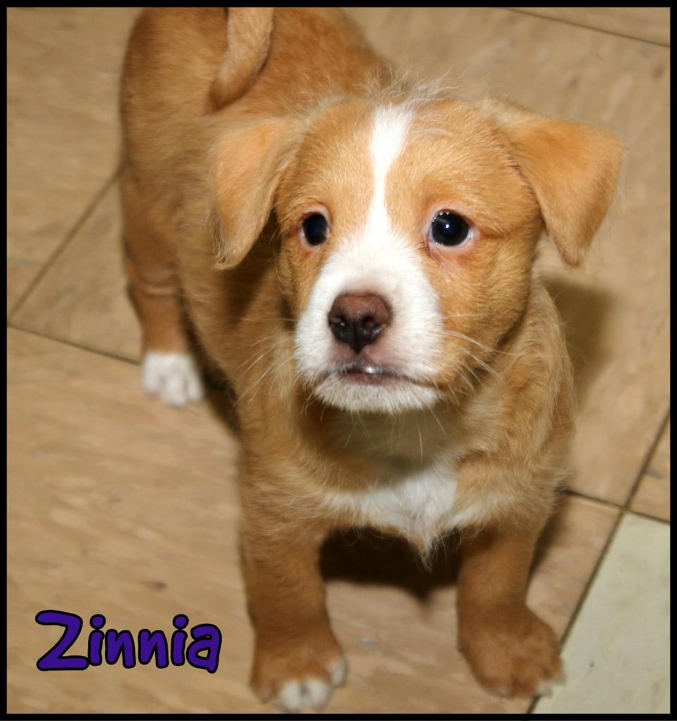 Zinnia, adopted, Puppy Female Bernadoodle.