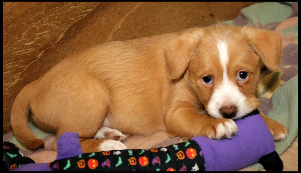 Zinnia, an adopted mixed breed in Shippenville, PA image 2/4