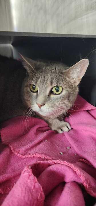Trixie, Adoptable, Senior Female Domestic Short Hair & Domestic Short Hair.