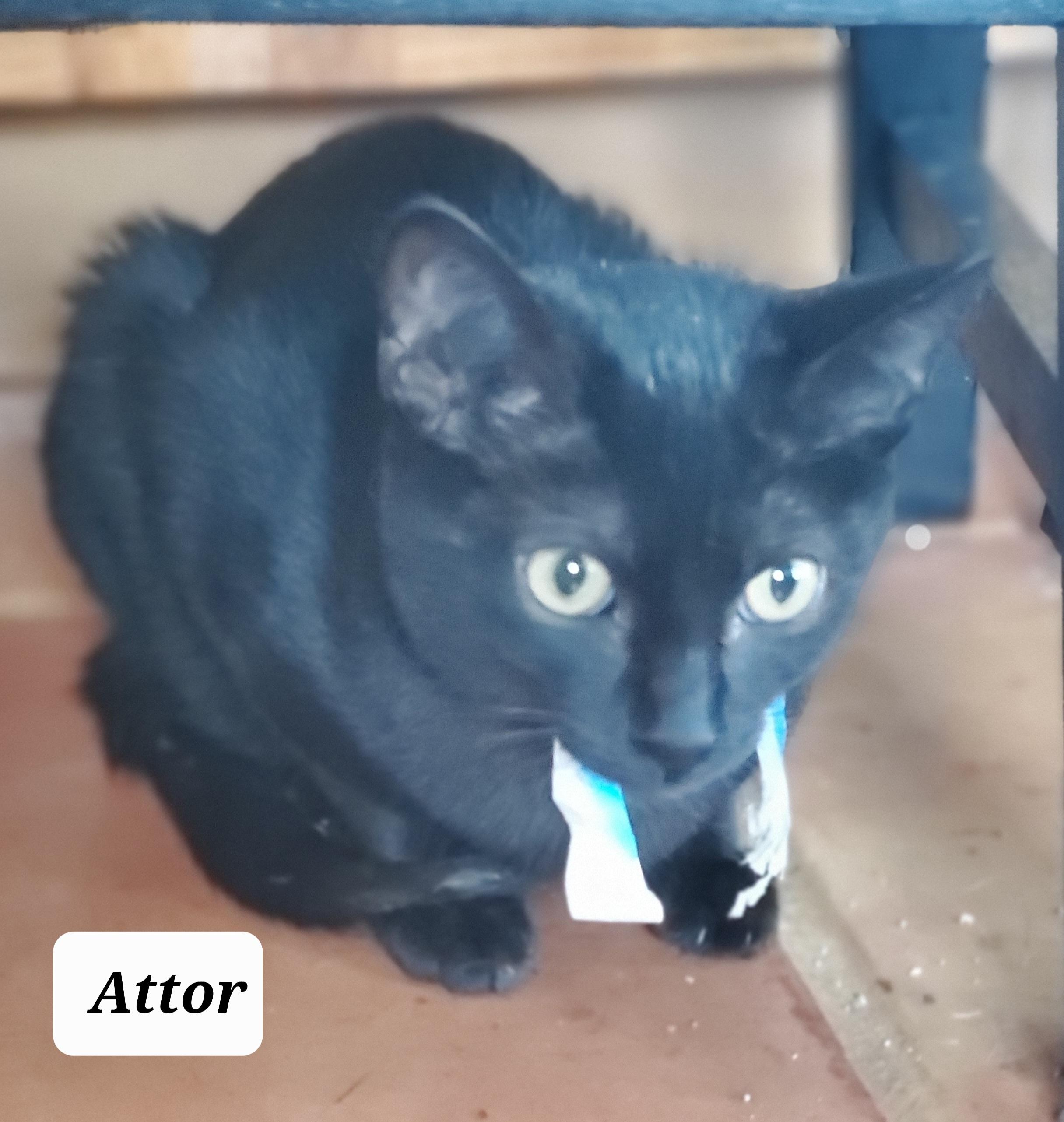 Attor, an adoptable Domestic Short Hair in Lubbock, TX, 79424 | Photo Image 1