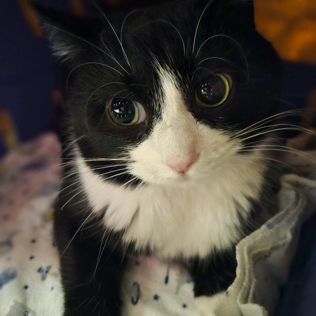 WORKING CAT Mittens, Adoptable, Adult Female Domestic Short Hair.