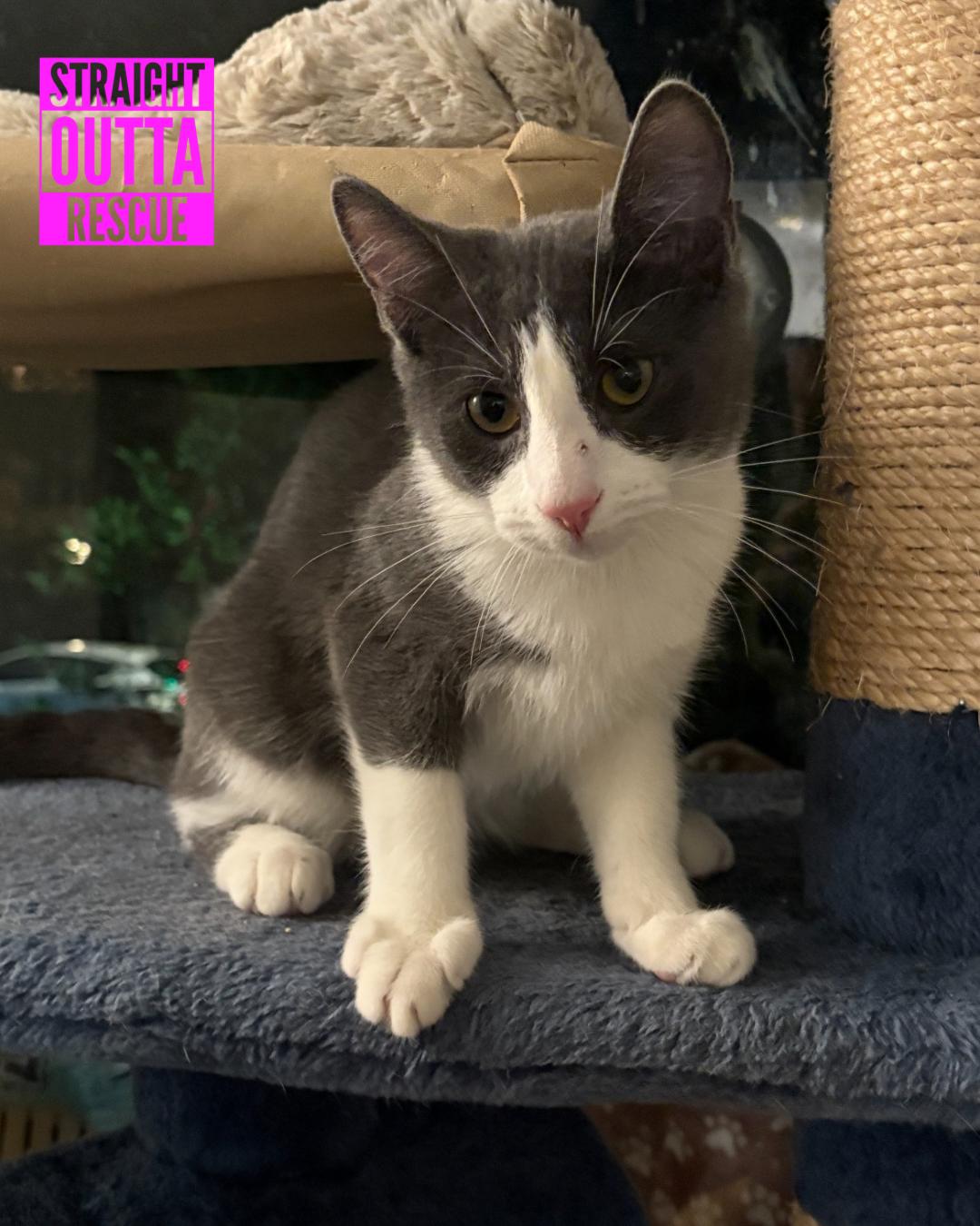 Enlarge Kol, a Adoptable Domestic Short Hair in Vancouver, BC image 1/4