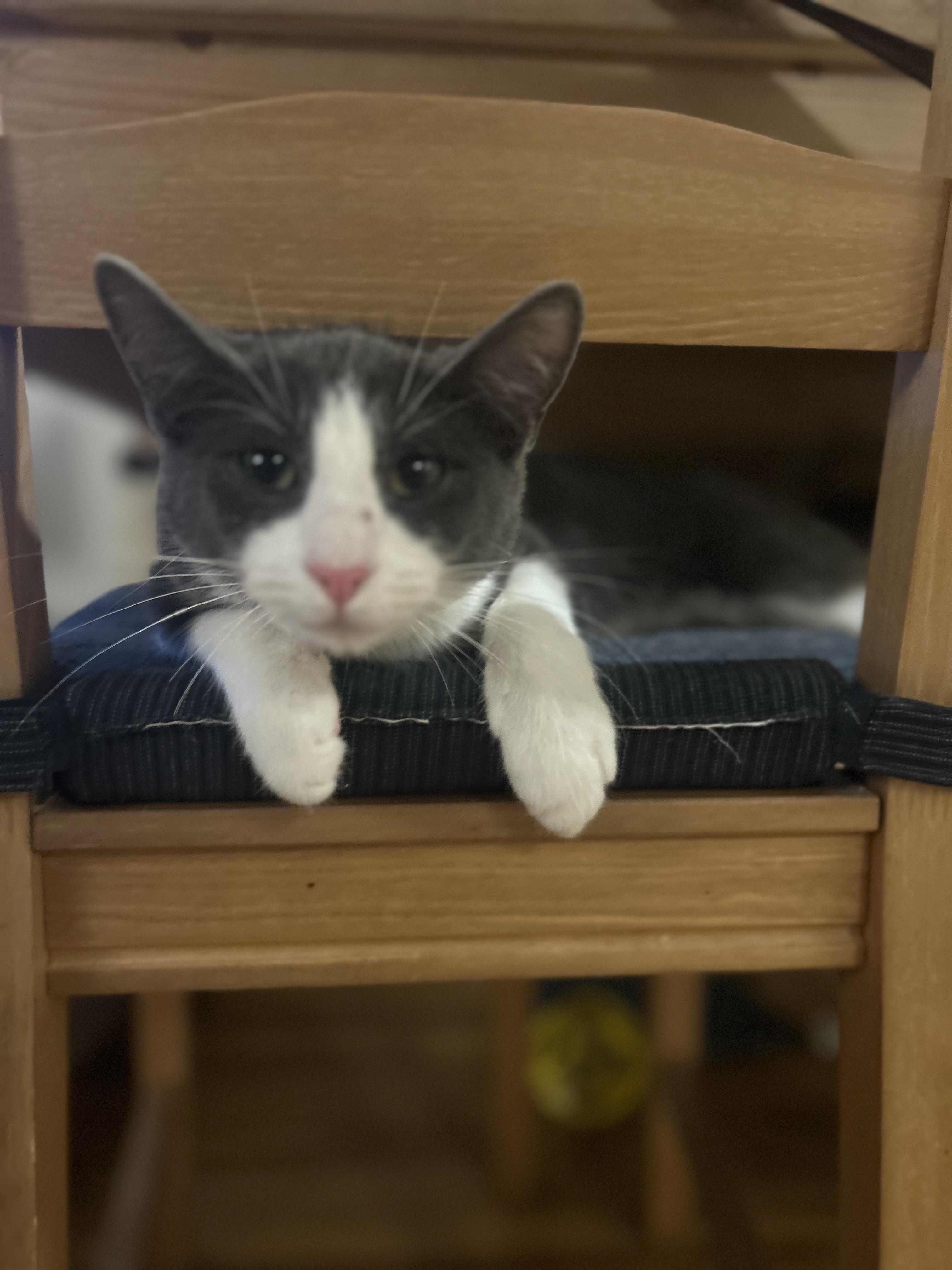 Enlarge Kol, a Adoptable Domestic Short Hair in Vancouver, BC image 3/4