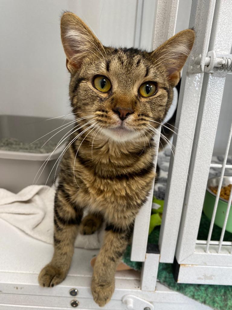 Enlarge Boysenberry, a Adoptable American Shorthair in Van Wert, OH image 1/1