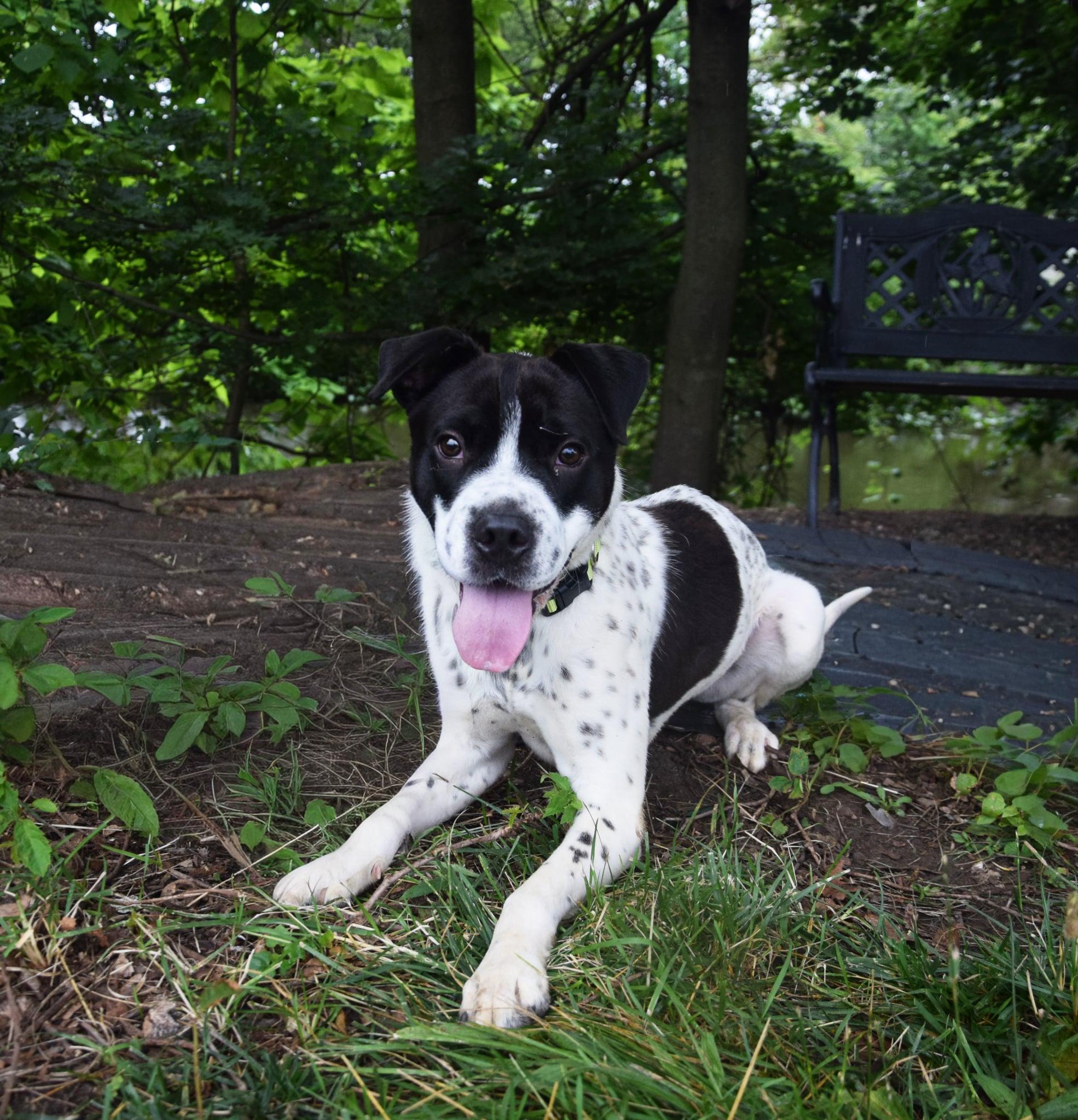 Diggity AVAILABLE, a ADOPTABLE mixed breed in Canton, OH image 1/6