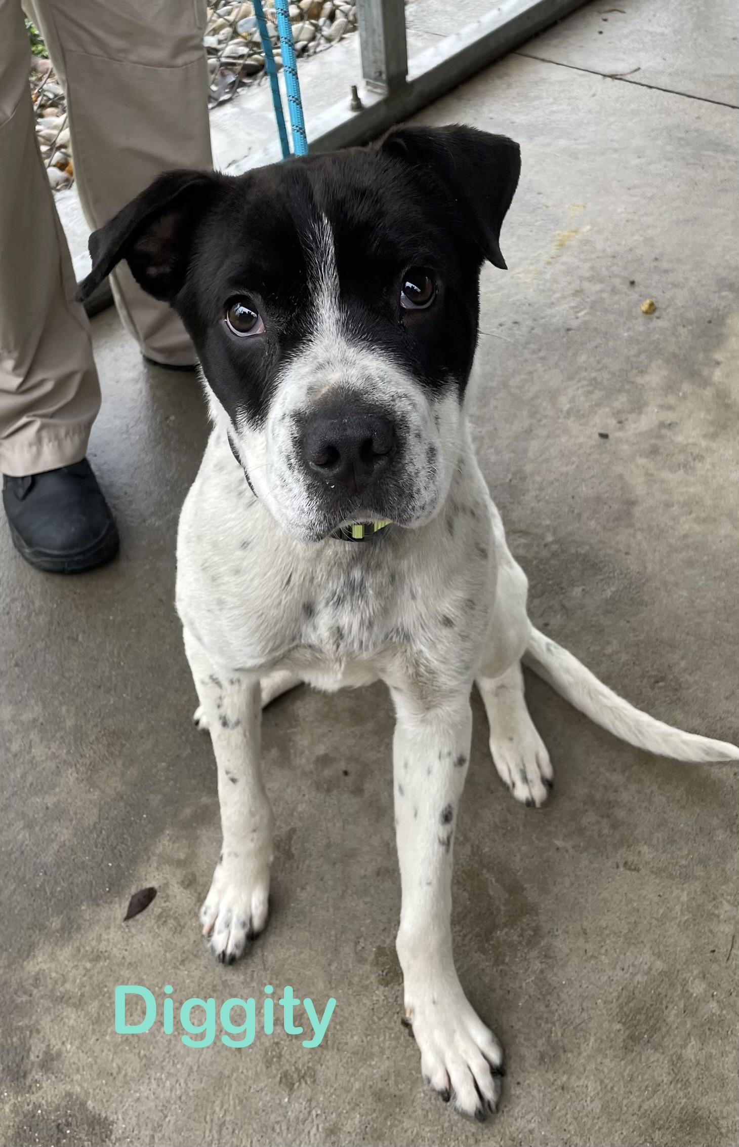 Diggity AVAILABLE, ADOPTABLE, Young Male Pointer.