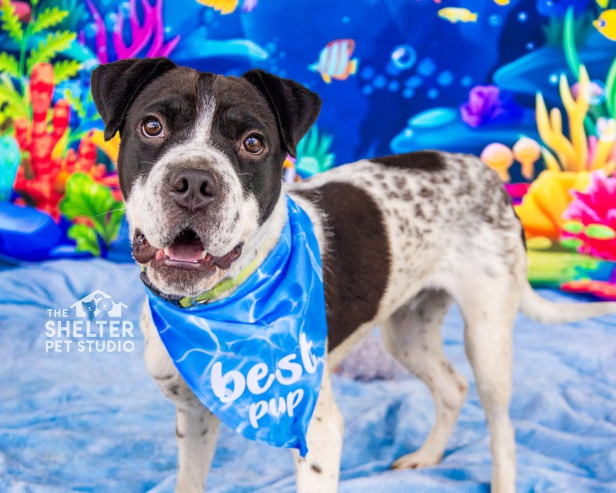 Diggity AVAILABLE, a ADOPTABLE mixed breed in Canton, OH image 1/6