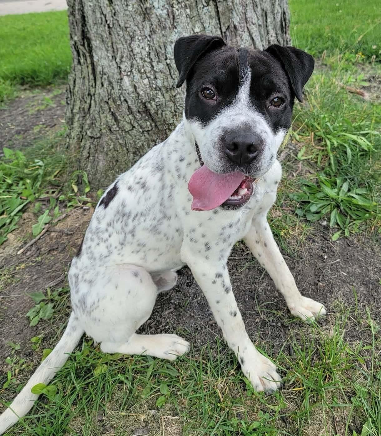 Diggity AVAILABLE, ADOPTABLE, Young Male Pointer.