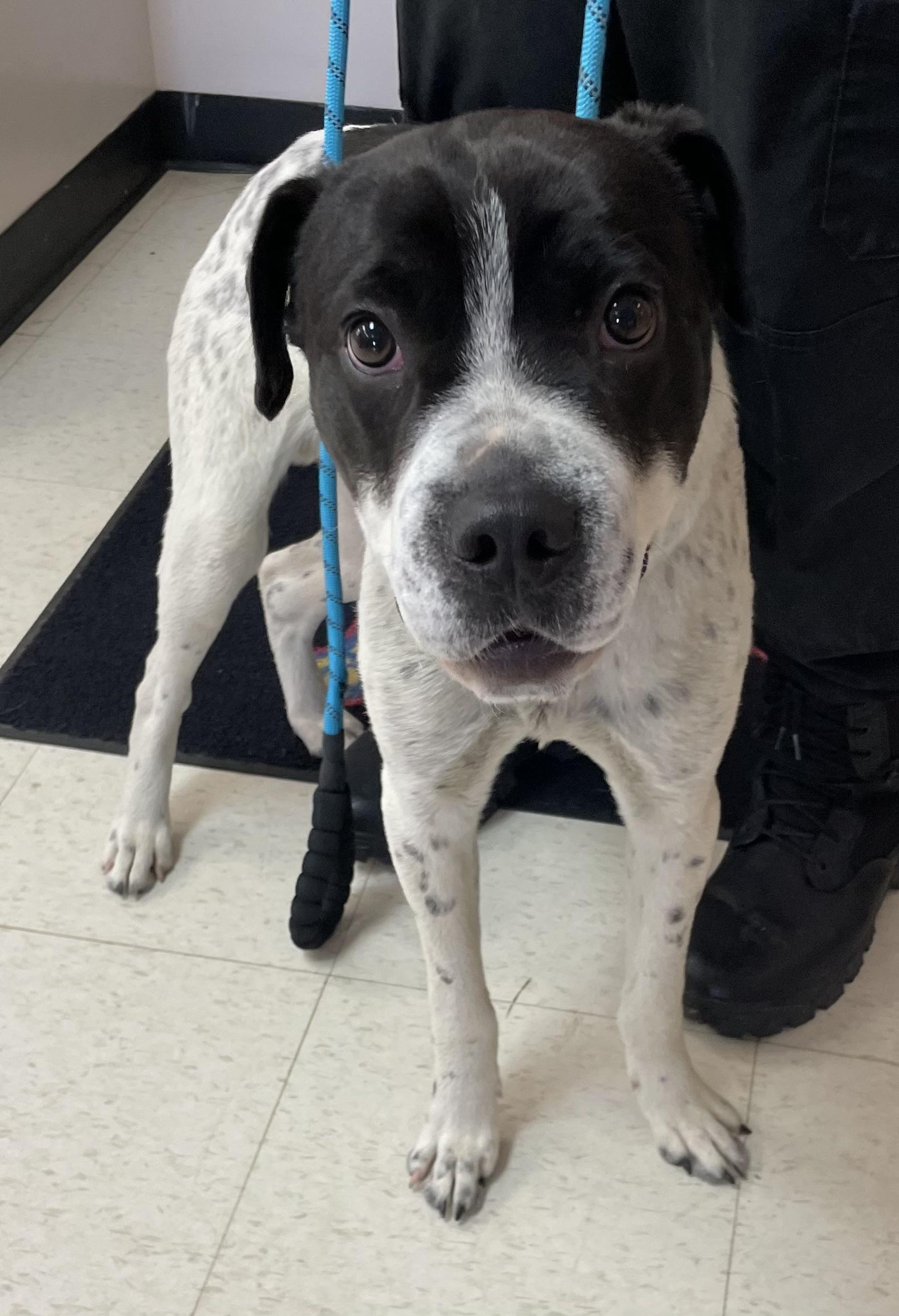 Diggity AVAILABLE, a ADOPTABLE mixed breed in Canton, OH image 5/6
