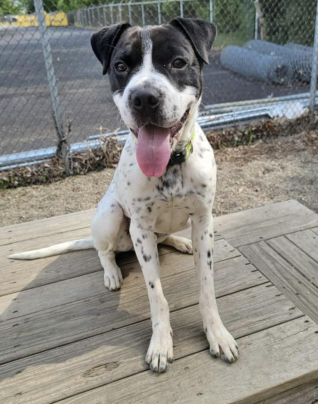 Diggity AVAILABLE, a ADOPTABLE mixed breed in Canton, OH image 3/6