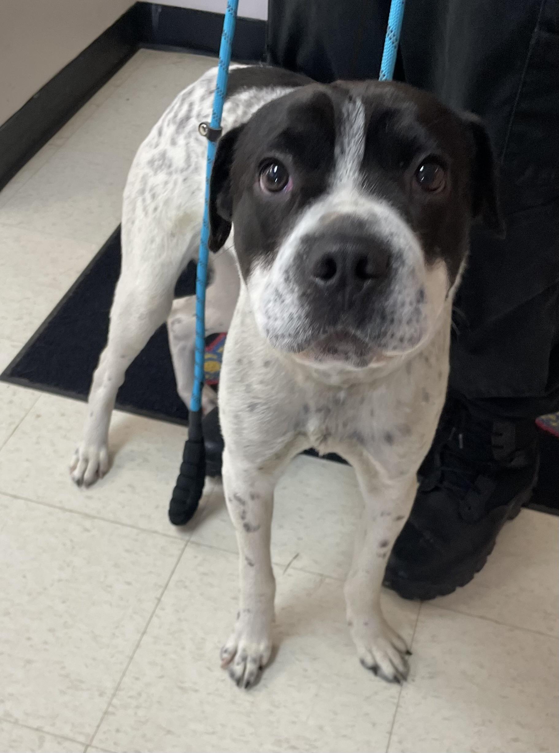 Diggity AVAILABLE, a ADOPTABLE mixed breed in Canton, OH image 6/6