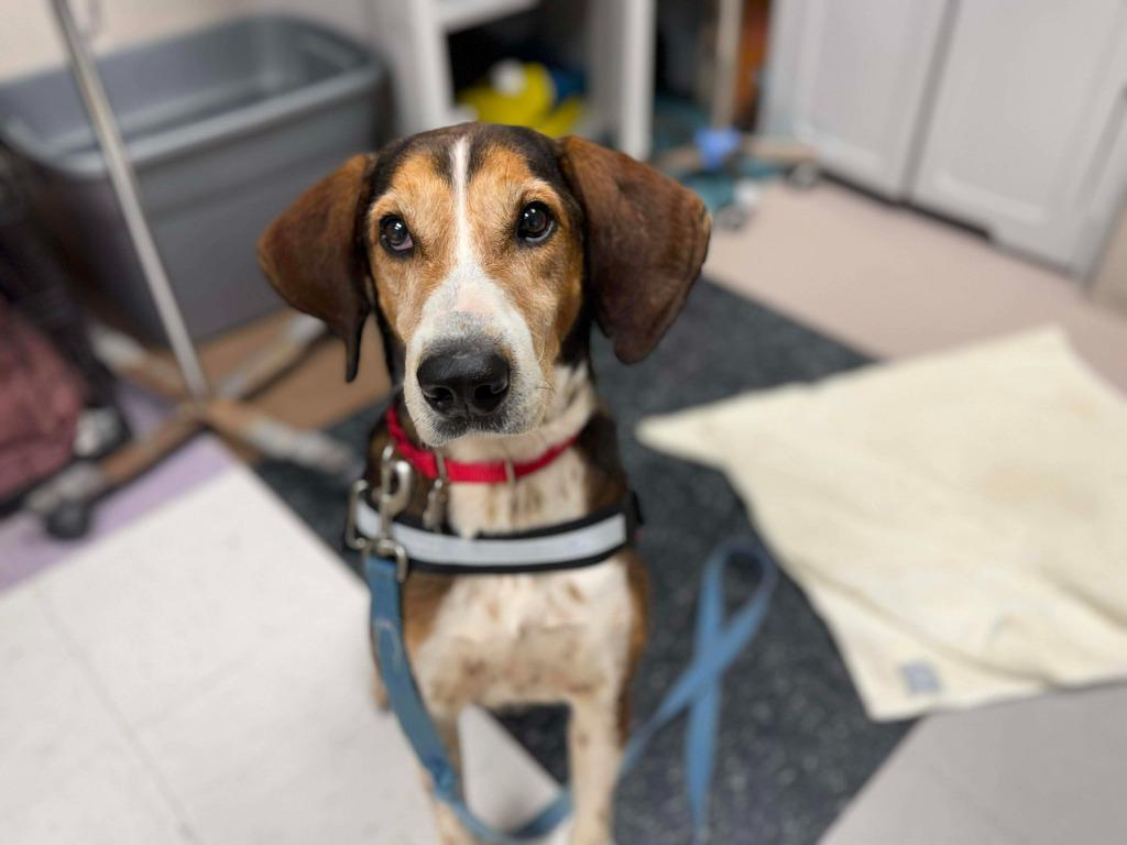 Enlarge Onslow, a Adoptable mixed breed in Raleigh, NC image 2/6