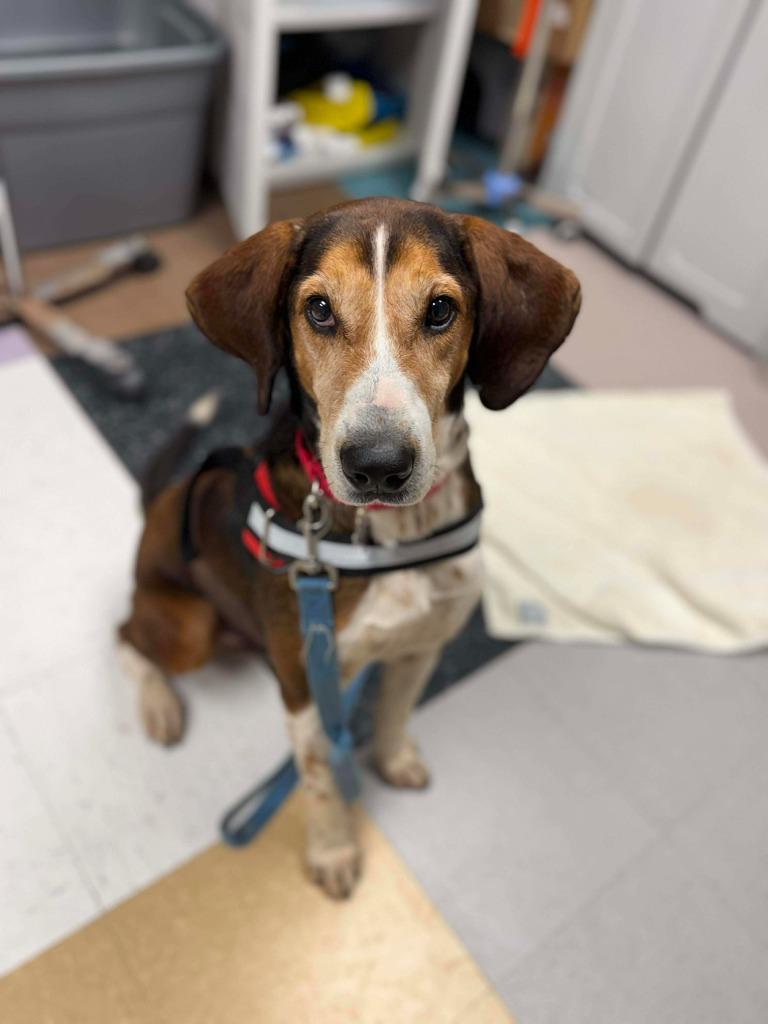 Enlarge Onslow, a Adoptable mixed breed in Raleigh, NC image 4/6