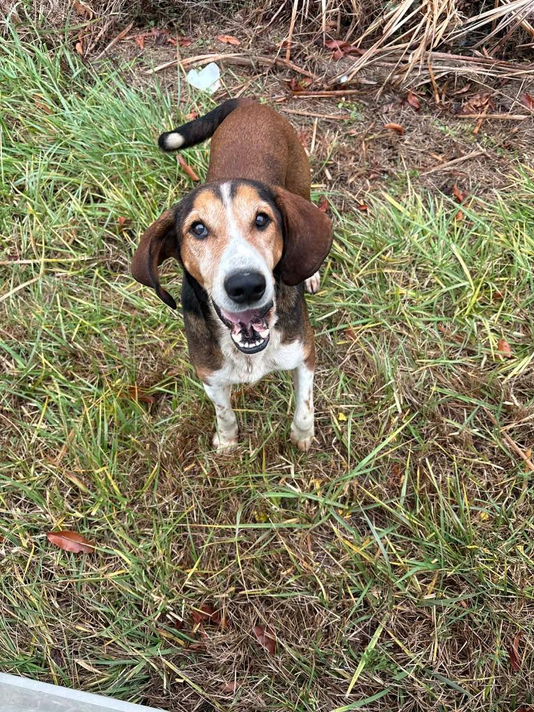 Enlarge Onslow, a Adoptable mixed breed in Raleigh, NC image 6/6