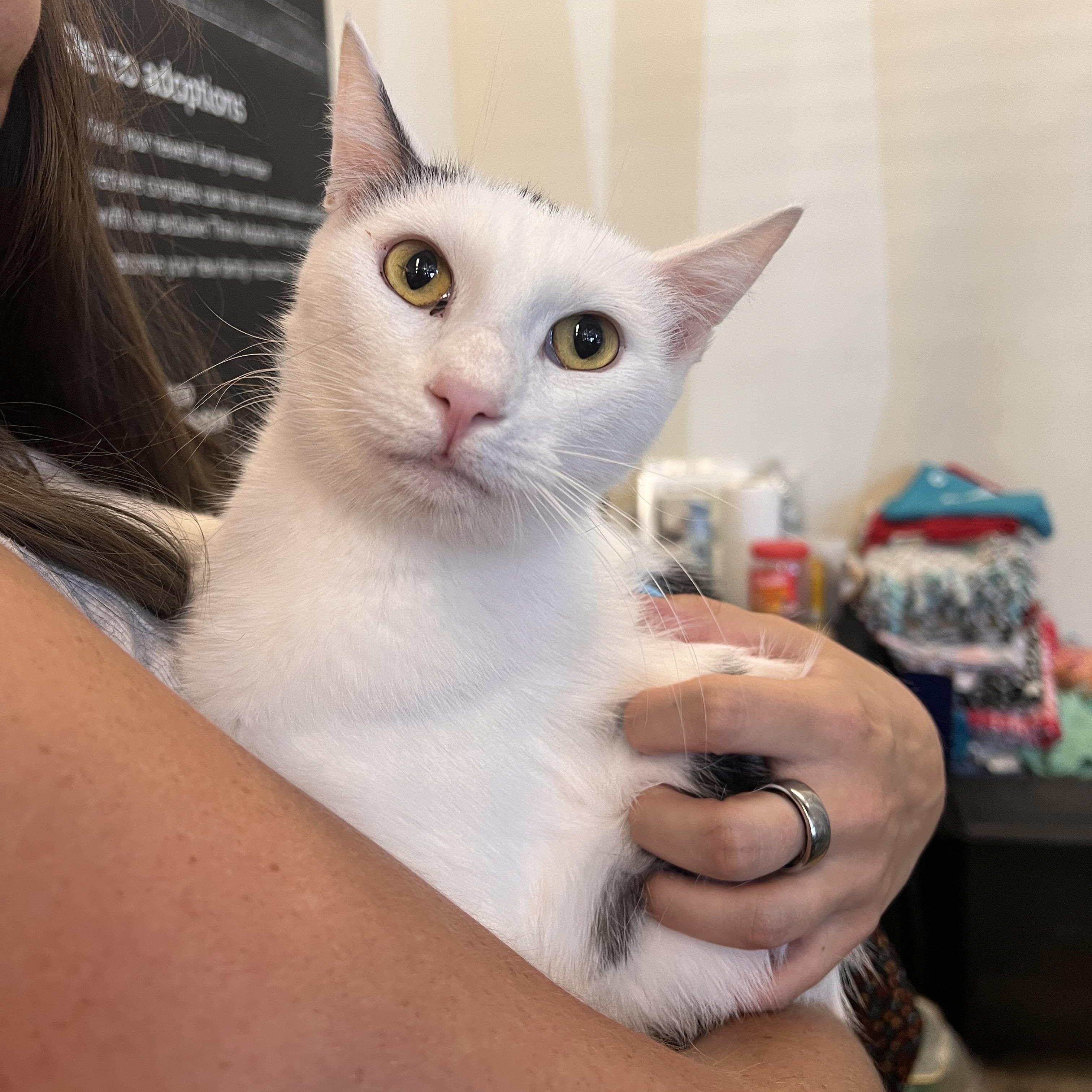 Yang, Adoptable, Young Male Domestic Short Hair & Turkish Van.