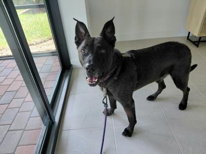 Enlarge Mister, a Adoptable mixed breed in Vero Beach, FL image 1/3