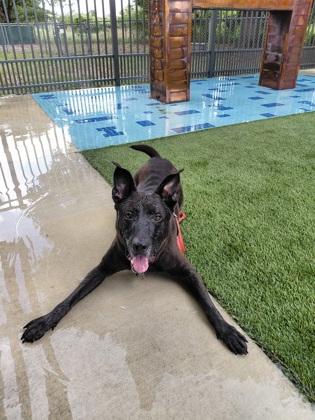 Enlarge Mister, a Adoptable mixed breed in Vero Beach, FL image 2/3