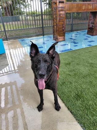 Enlarge Mister, a Adoptable mixed breed in Vero Beach, FL image 3/3