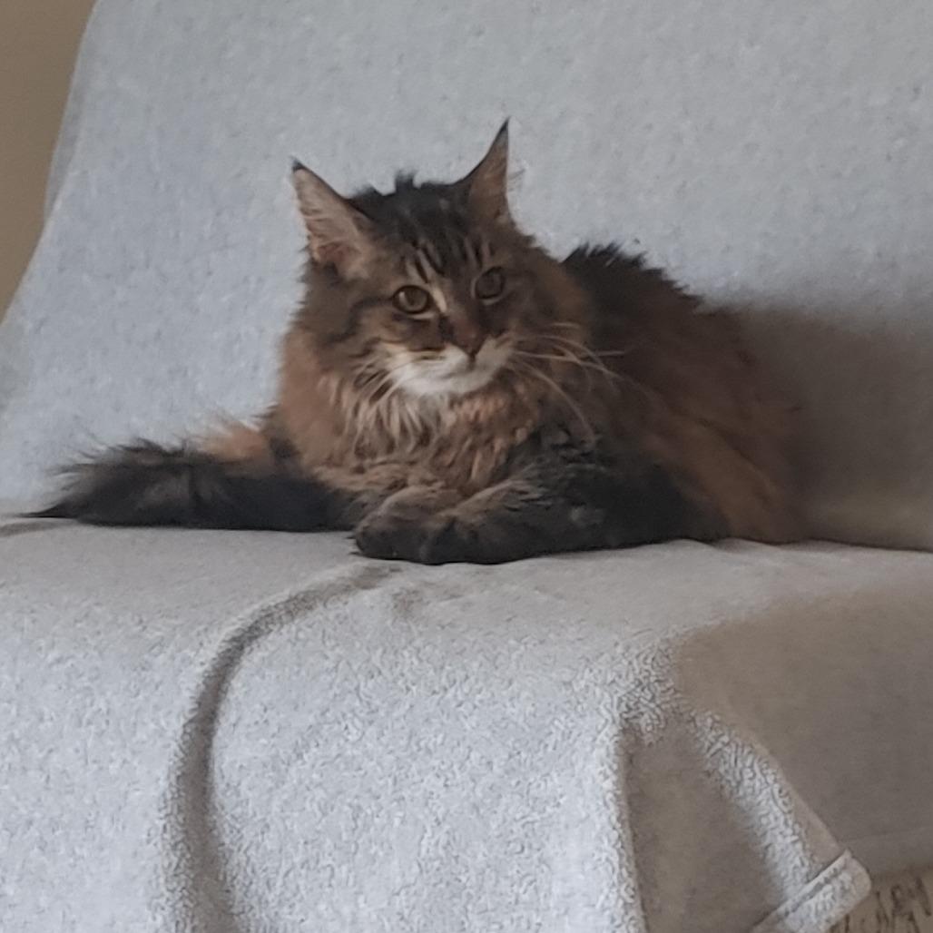 Enlarge Lilly Rose, a Adoptable Domestic Long Hair in Colorado Springs, CO image 1/2