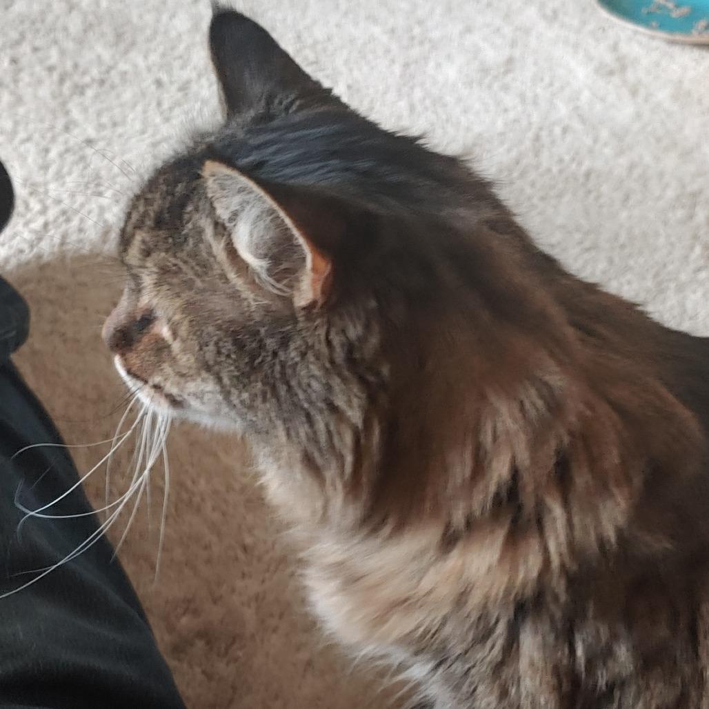 Enlarge Lilly Rose, a Adoptable Domestic Long Hair in Colorado Springs, CO image 2/2