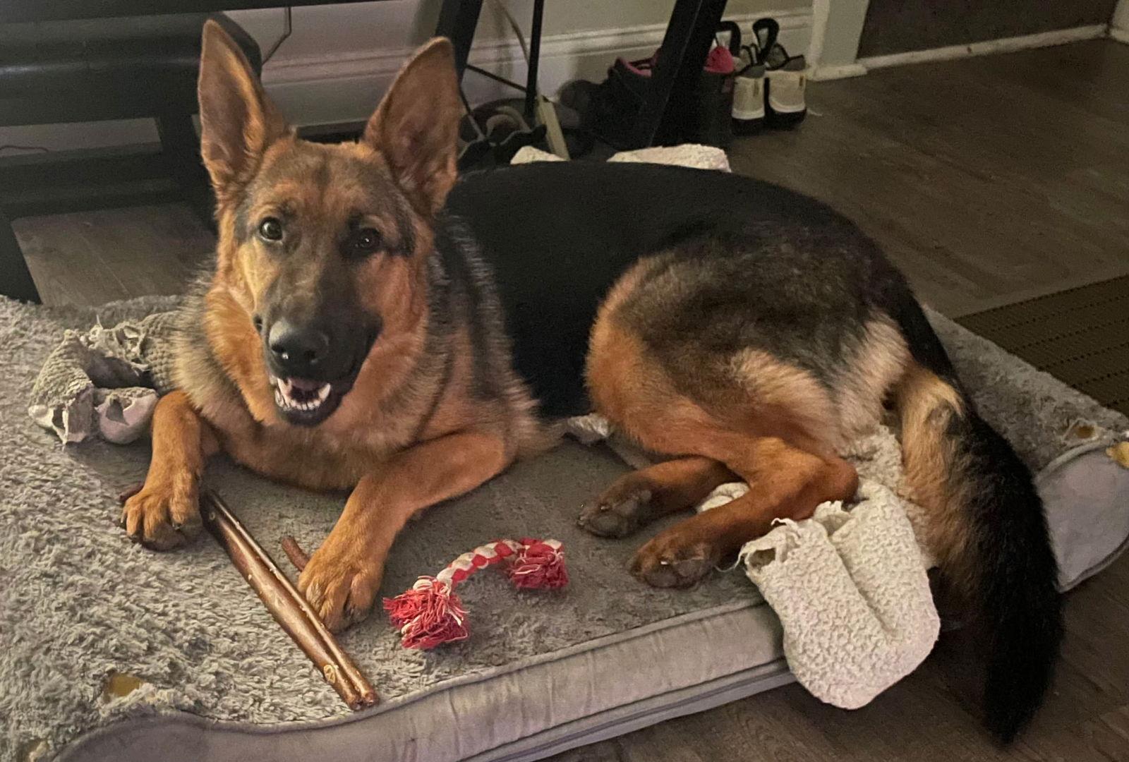 Shadow 25, Adoptable, Puppy Female German Shepherd Dog.