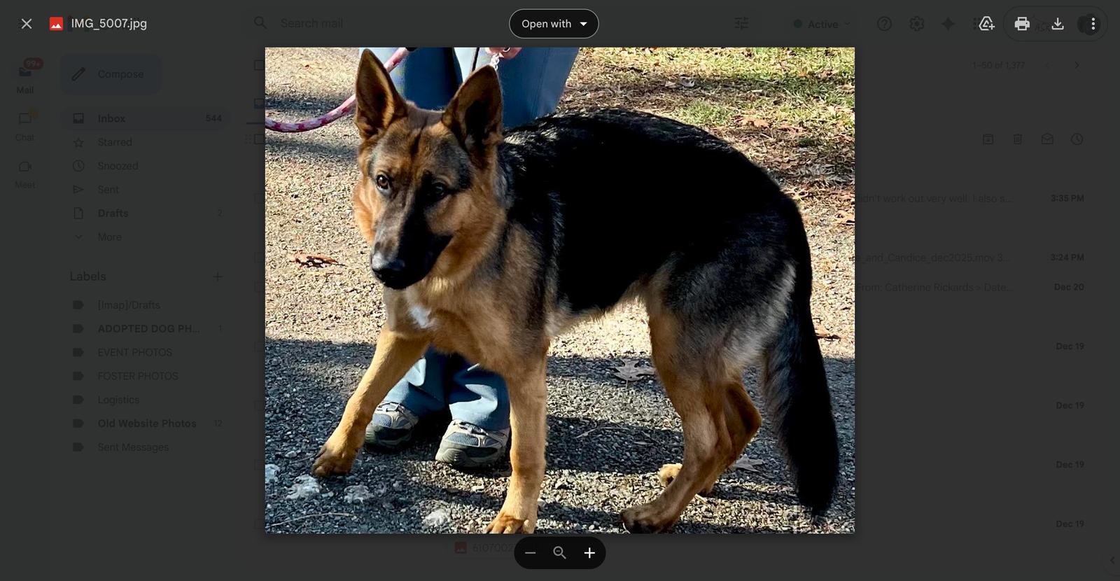 Shadow 25, Adoptable, Puppy Female German Shepherd Dog.