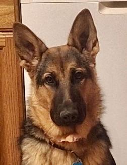 Enlarge Shadow 25, a Adoptable German Shepherd Dog in Baltimore, MD image 2/2