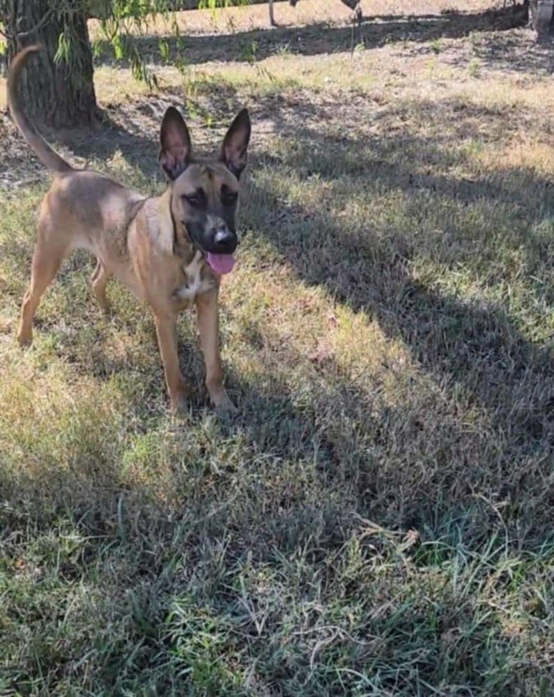 Roo, Adoptable, Young Male Belgian Shepherd / Malinois & German Shepherd Dog.