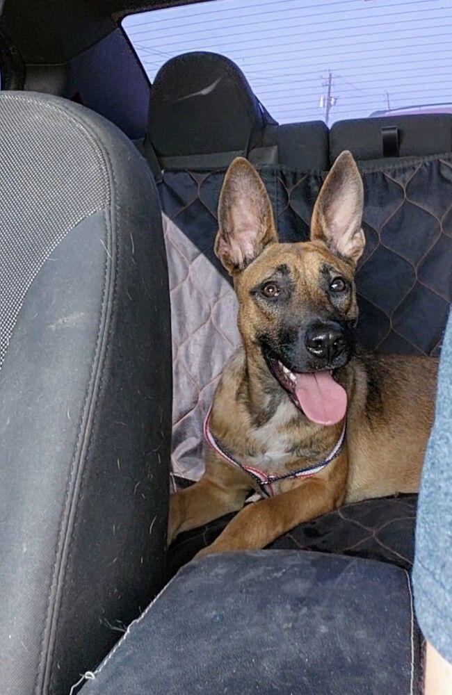 Enlarge Roo, a Adoptable mixed breed in Pasadena, CA image 2/6