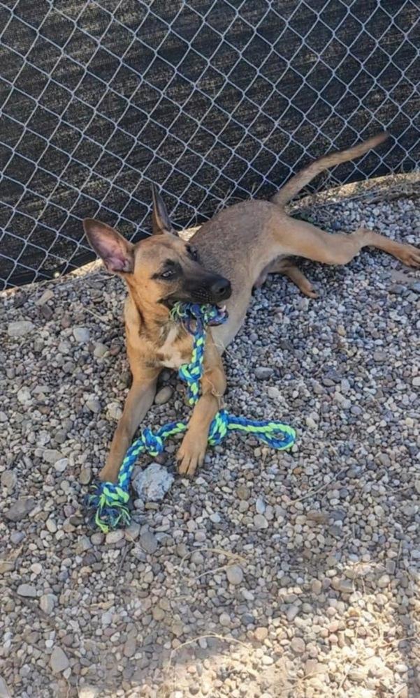 Enlarge Roo, a Adoptable mixed breed in Pasadena, CA image 3/6