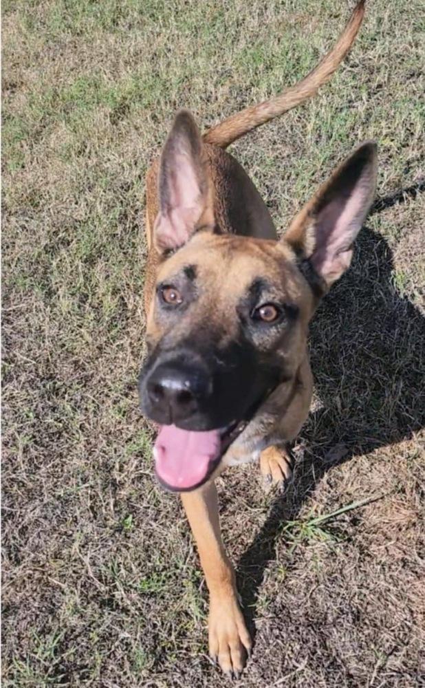 Enlarge Roo, a Adoptable mixed breed in Pasadena, CA image 4/6