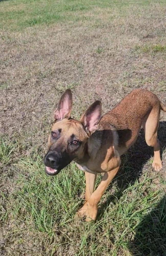 Enlarge Roo, a Adoptable mixed breed in Pasadena, CA image 5/6