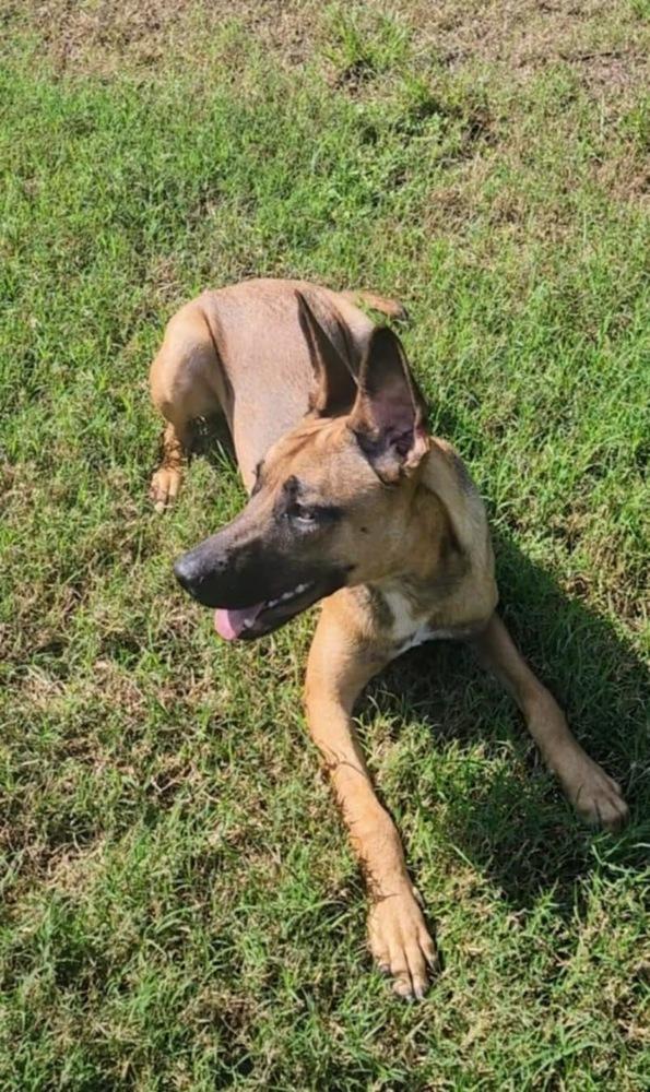 Enlarge Roo, a Adoptable mixed breed in Pasadena, CA image 6/6