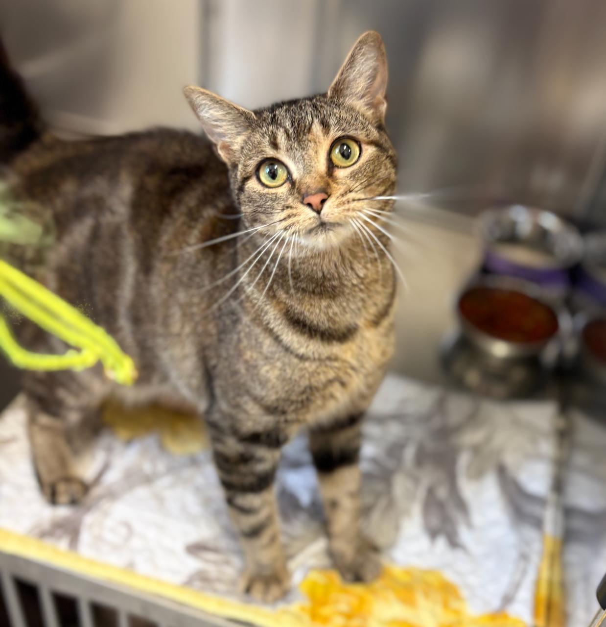 Mallory, an adoptable Tabby in St Stephen, NB, E3L 2X2 | Photo Image 1